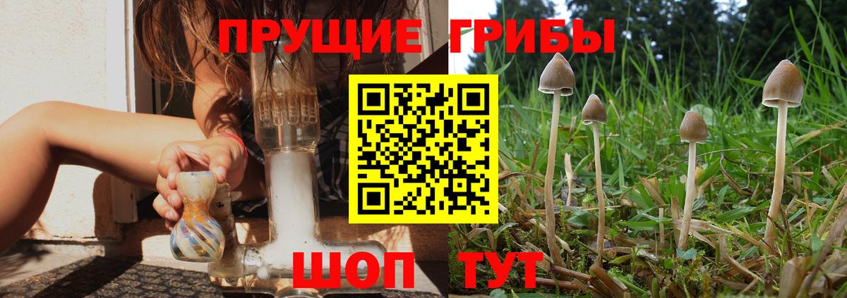 Сосновоборск  Псилоцибиновые грибы MAGIC MUSHROOMS  Галлюциногенные грибы прущие грибы  Вход с VPN 